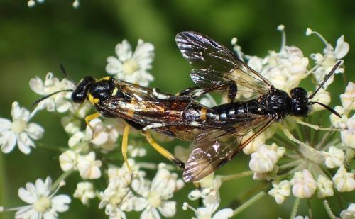 Macrophya montana